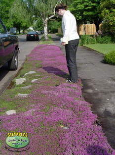 STEPABLES Red Creeping Thyme Lawn Substitution